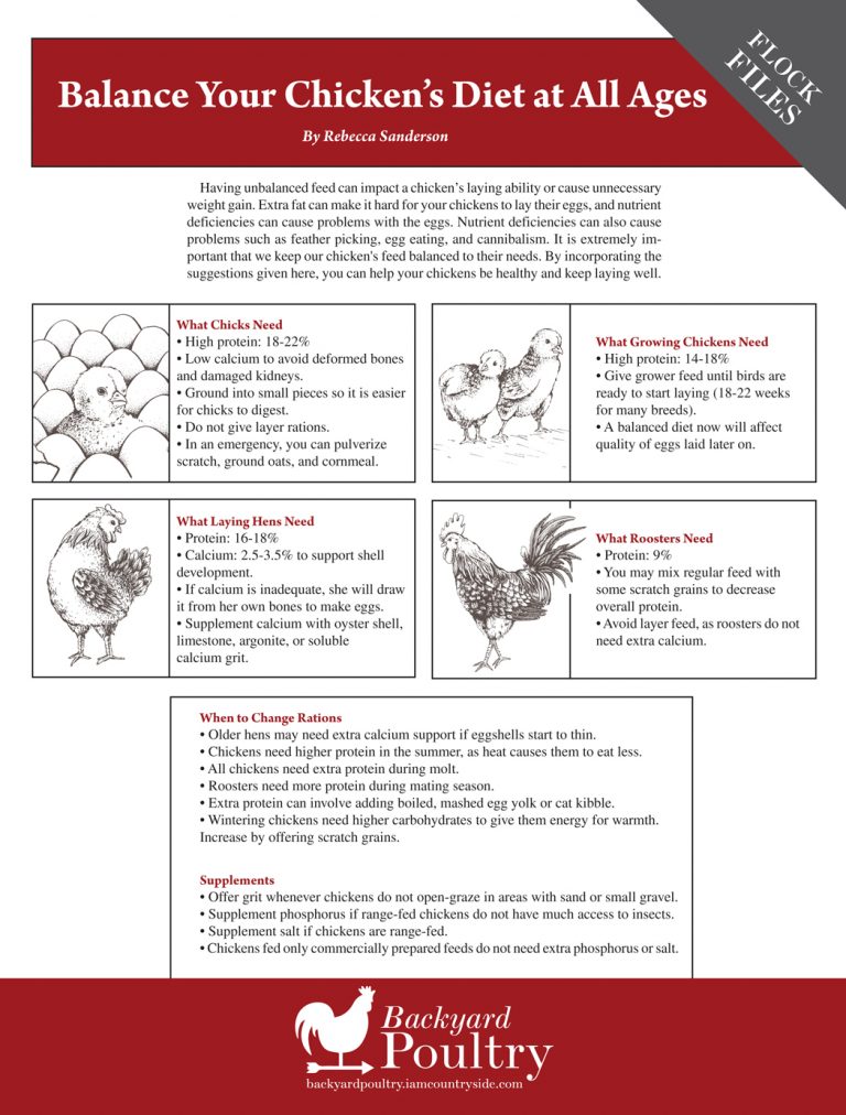 Balance Your Chicken s Diet At All Ages Backyard Poultry